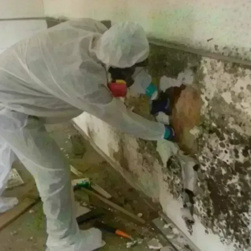 Mold Remediation and Removal in Myrtle Creek, OR